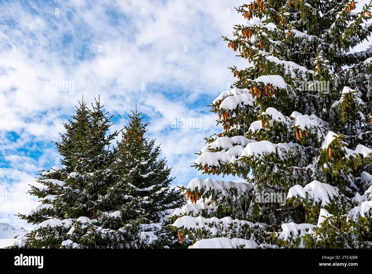 Accumulo di neve su un ramo di pino Foto Stock
