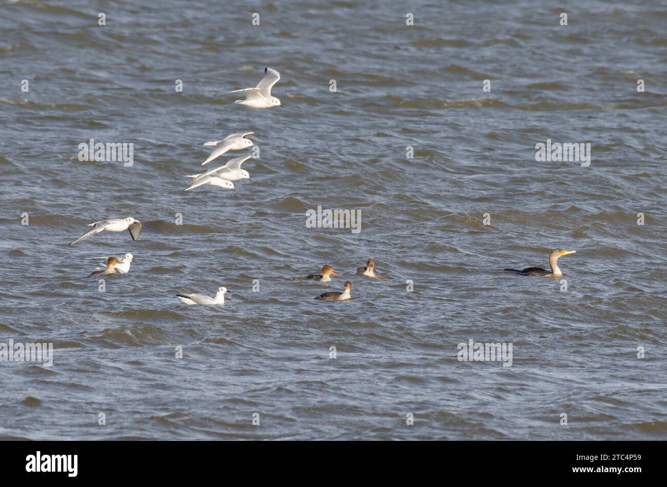 Mergansers dal petto rosso, serratore Mergus, gabbiani Bonaparte, Chroicocephalus philadelphia, Cormorano a doppia cresta, Phalacrocorax auritus, da mangiare Foto Stock