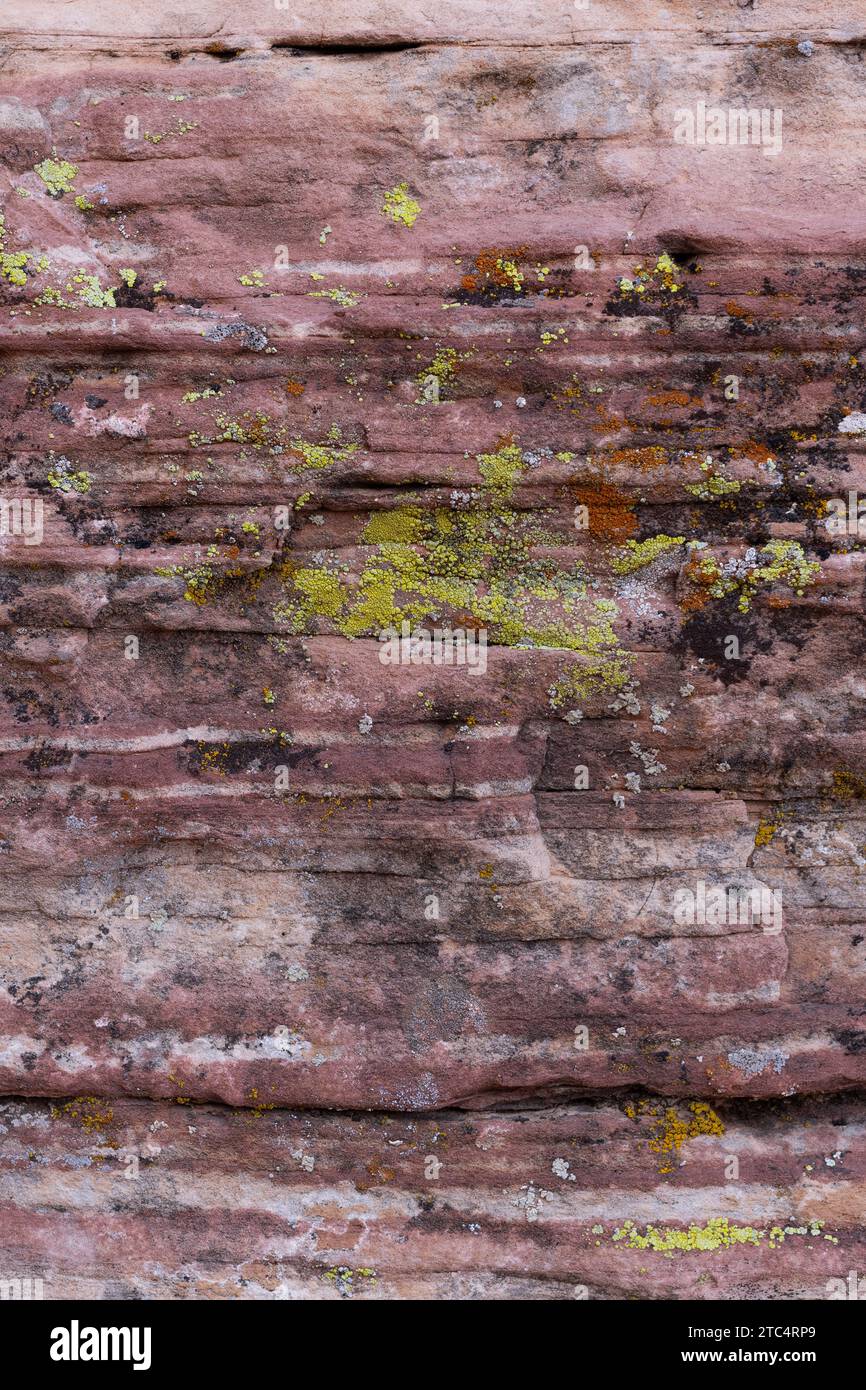 Lichen su una parete rocciosa al Red Rock Canyon in Nevada. Foto Stock