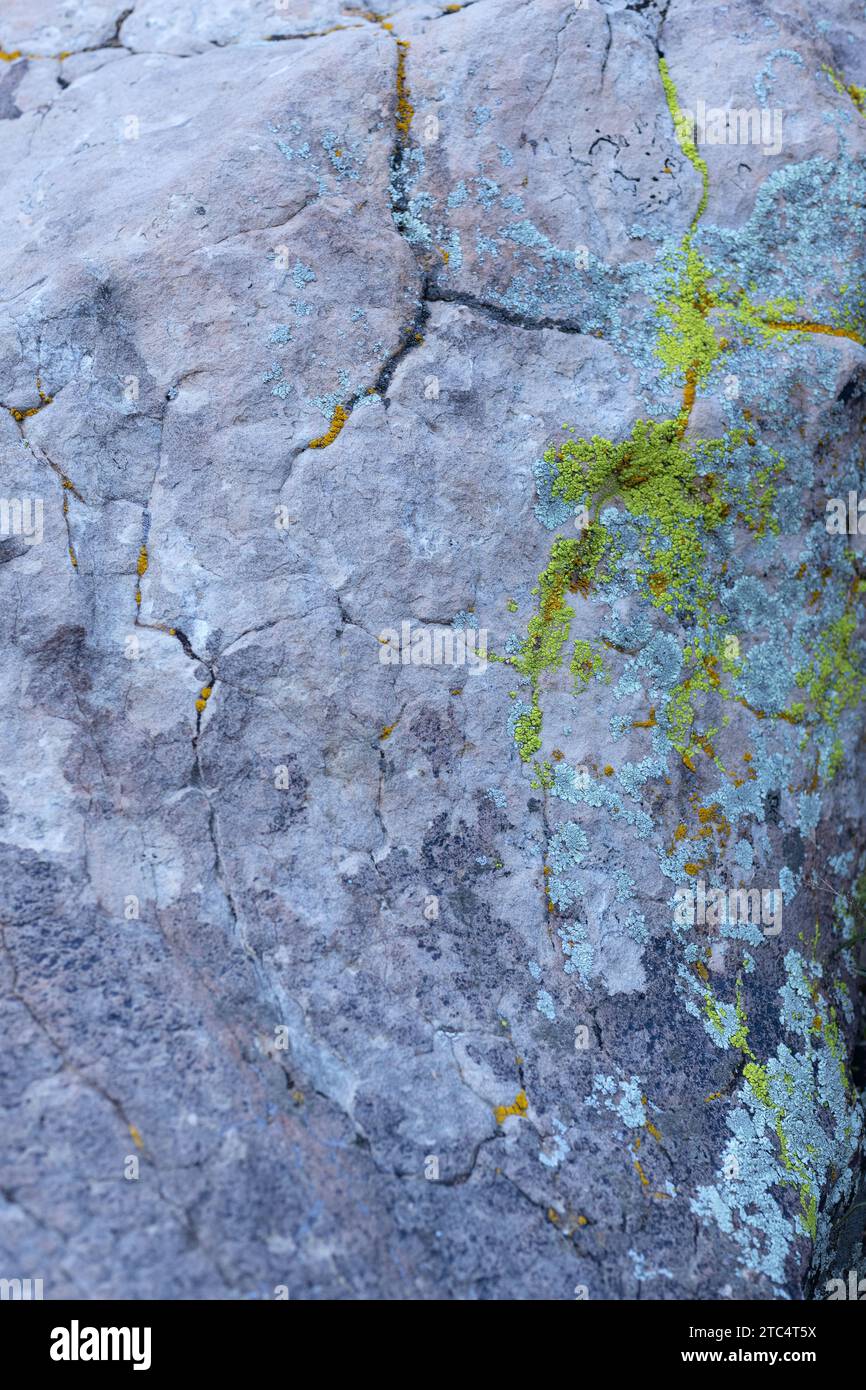 Lichen su una parete rocciosa al Red Rock Canyon in Nevada. Foto Stock