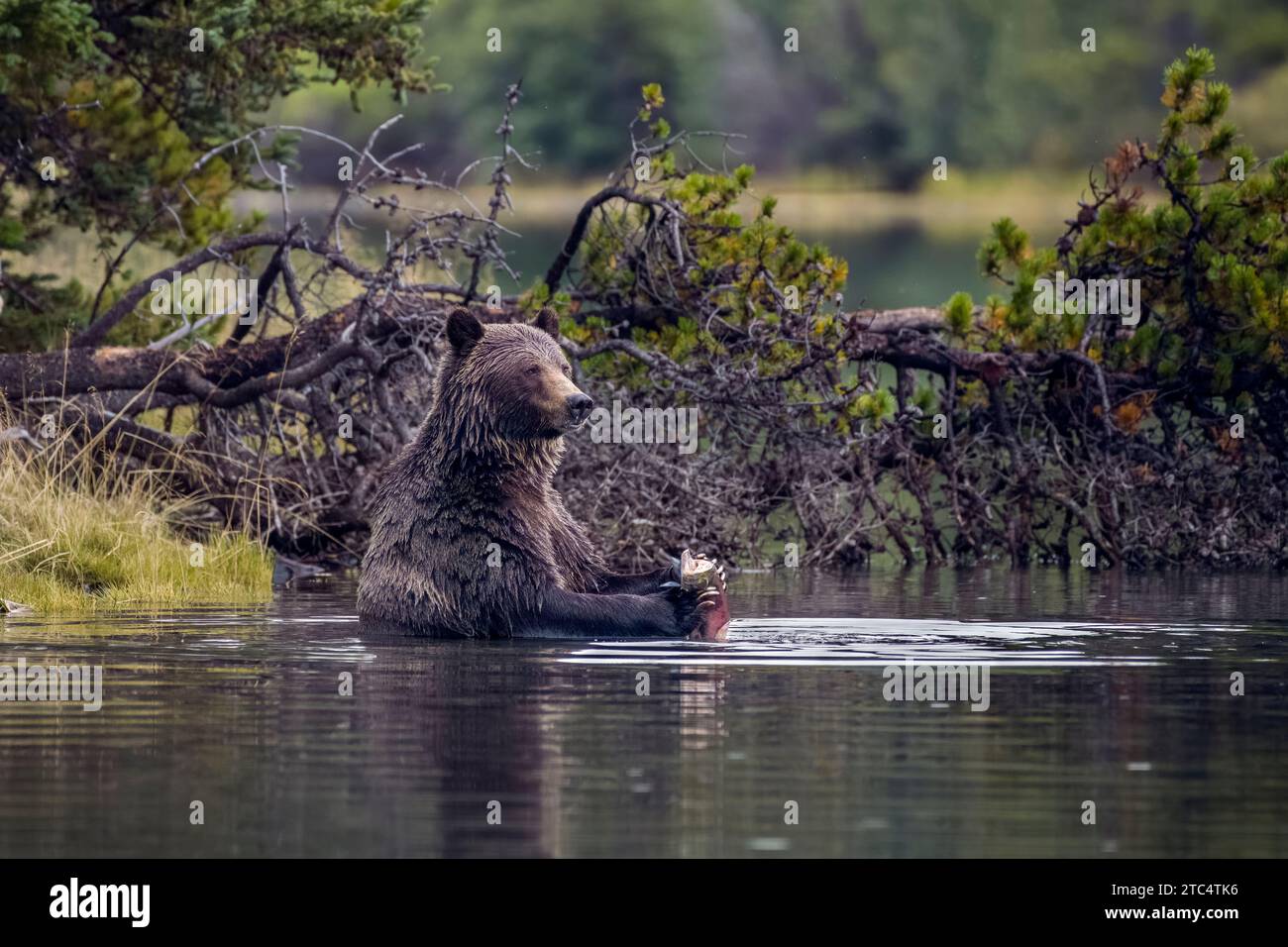 Orso grizzly di colore scuro seduto e mangiando salmone accanto a un albero abbattuto, Chilko Lake, British Columbia Foto Stock