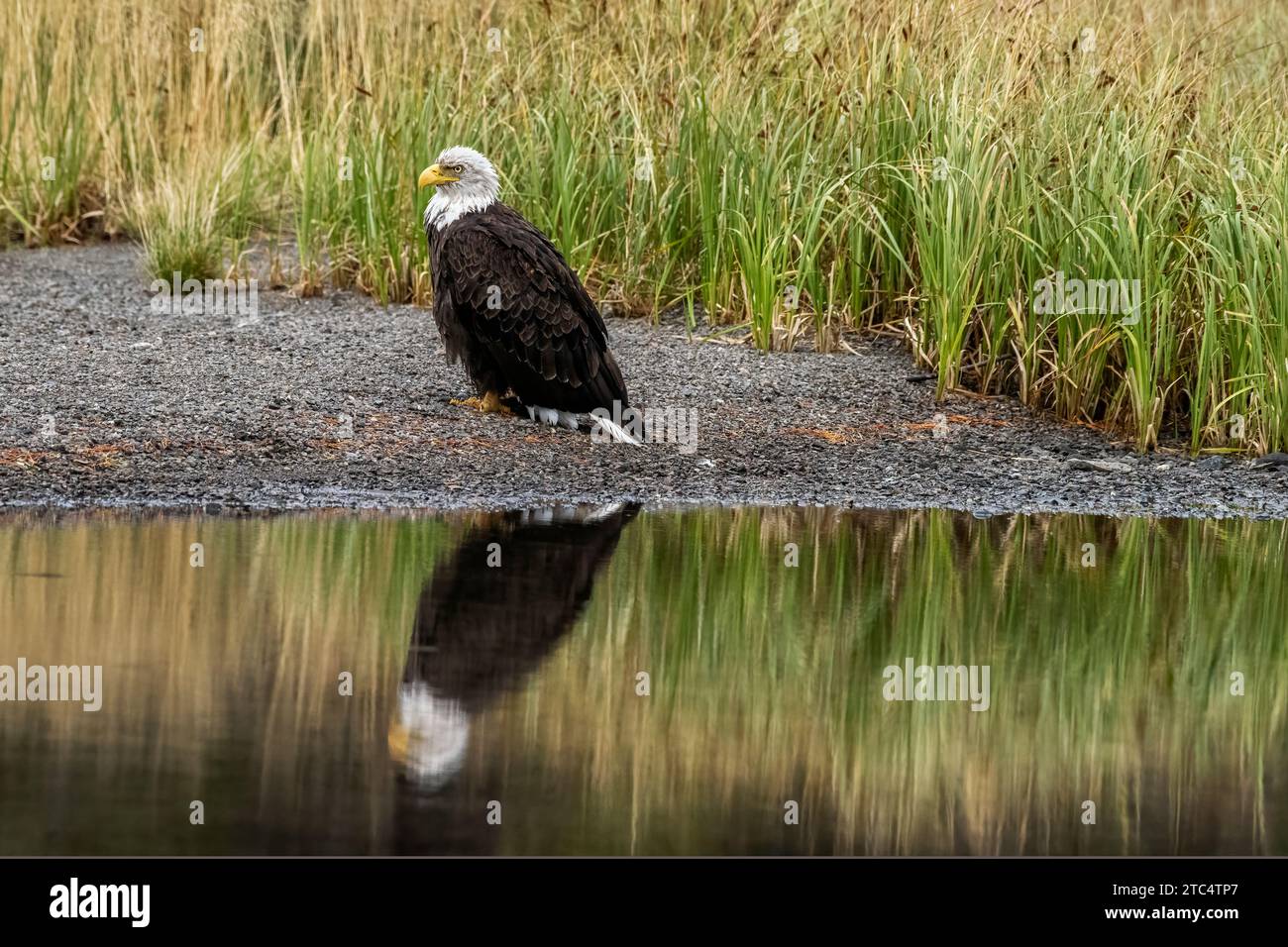 Aquila calva riflessa su una spiaggia di ghiaia con erba cipollina, Chilko River, British Columbia Foto Stock