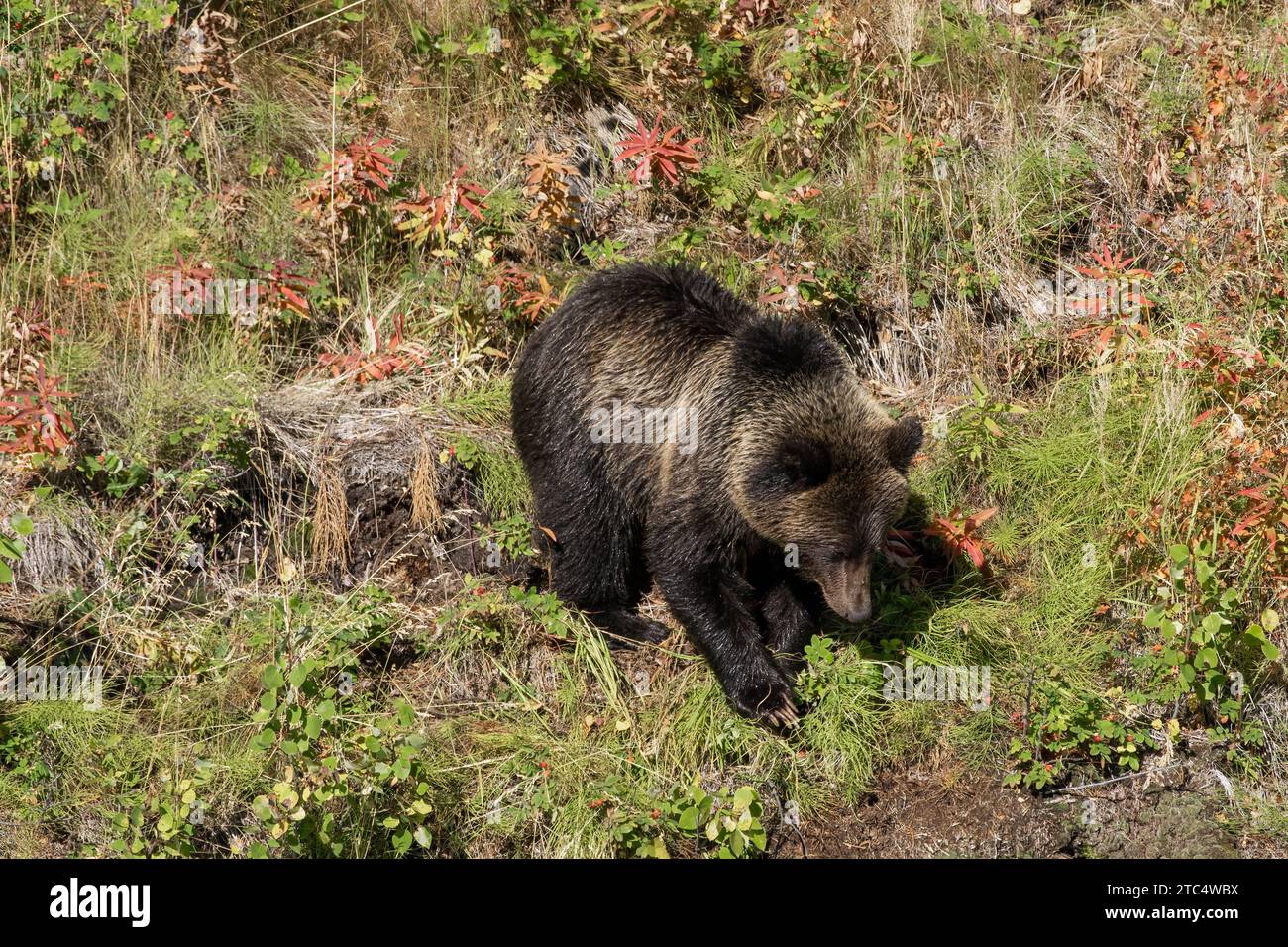 Giovane grizzly che scende attraverso i boschi autunnali fino al fiume Chilko, British Columbia Foto Stock