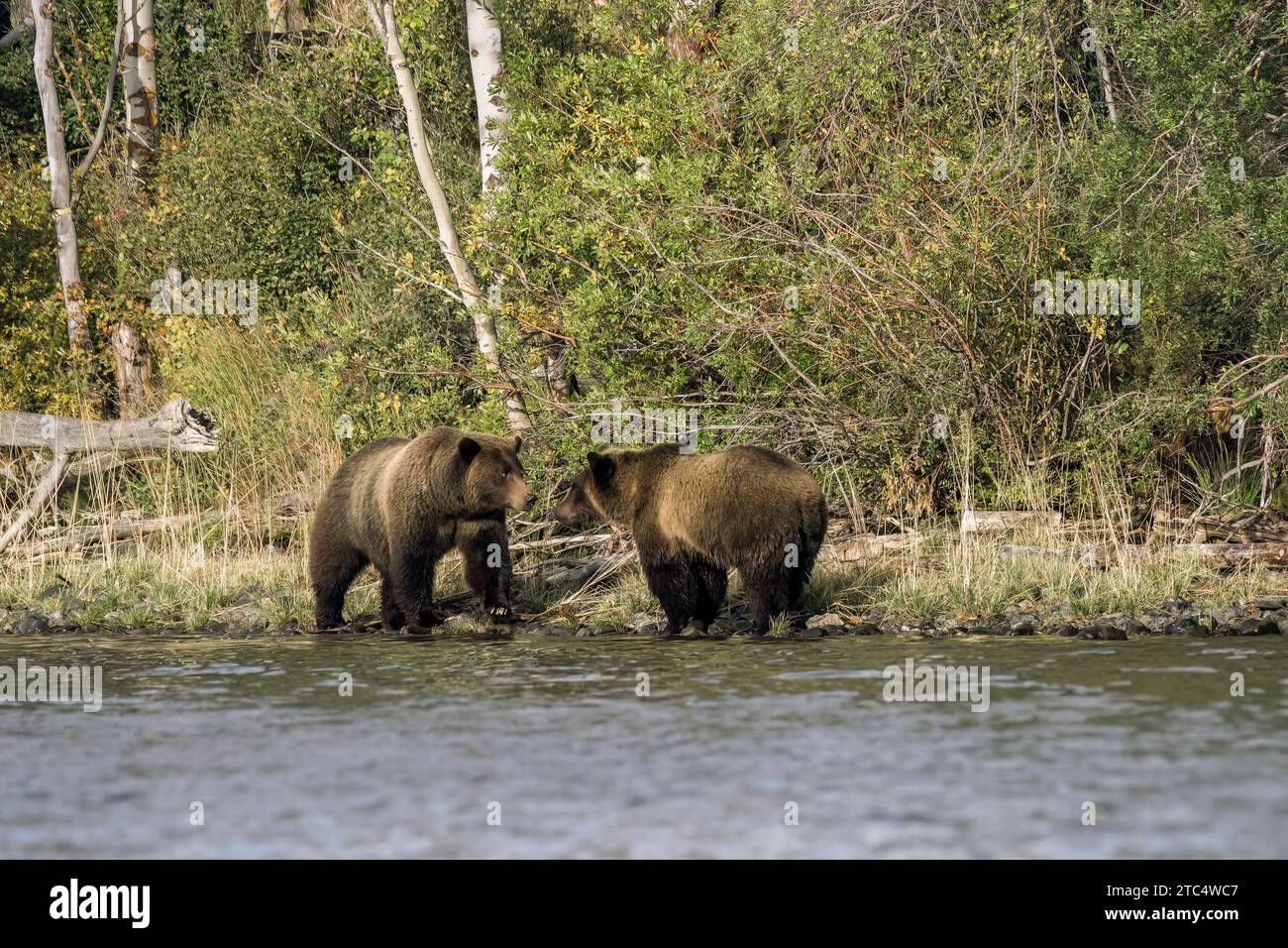 Stallo tra due orsi grizzly, fiume Chilko, British Columbia Foto Stock