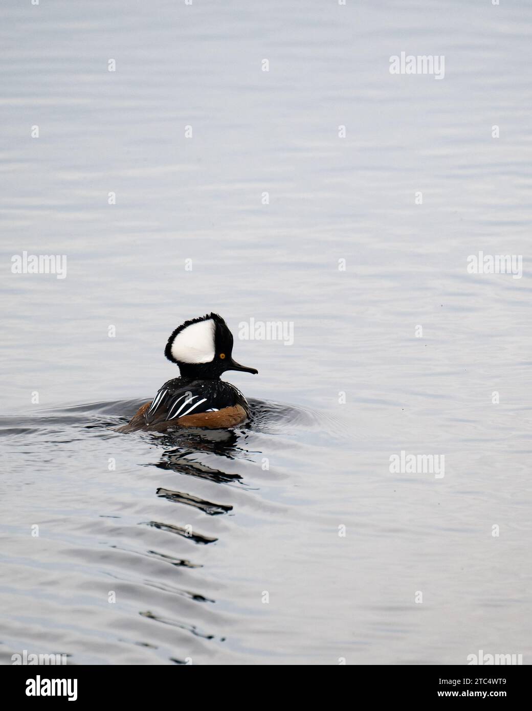 Un Merganser drake con cappuccio, Lophodytes cucullatus, nuoto nel lago Pleasant nei monti Adirondack, New York in una nuvolosa giornata invernale. Foto Stock