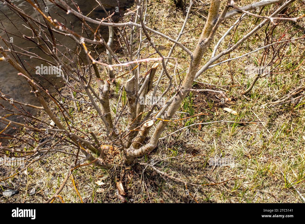 Beaver masticò i salici Foto Stock