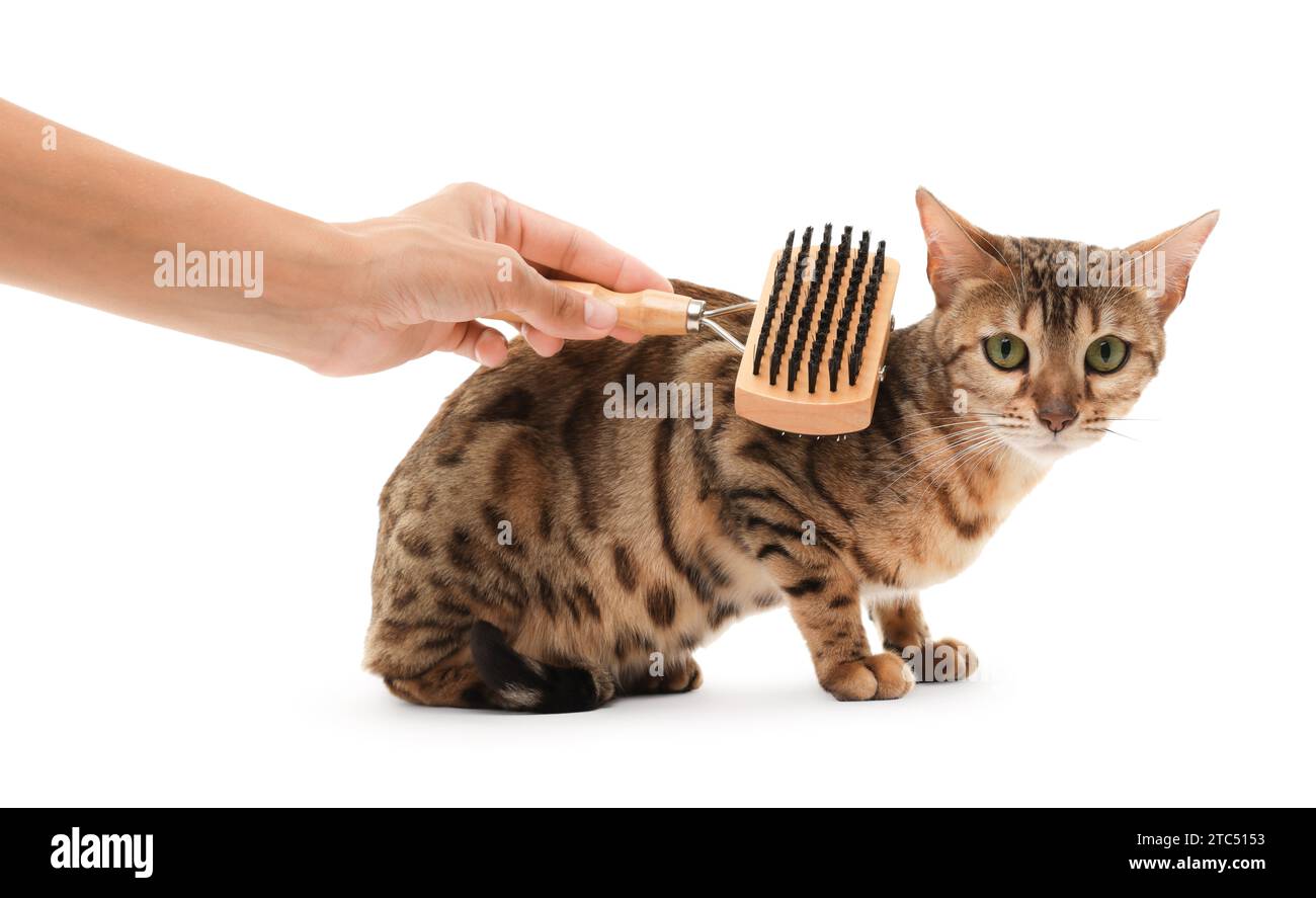 Donna che spazzolano lo sfondo bianco del gatto bengala, primo piano Foto Stock