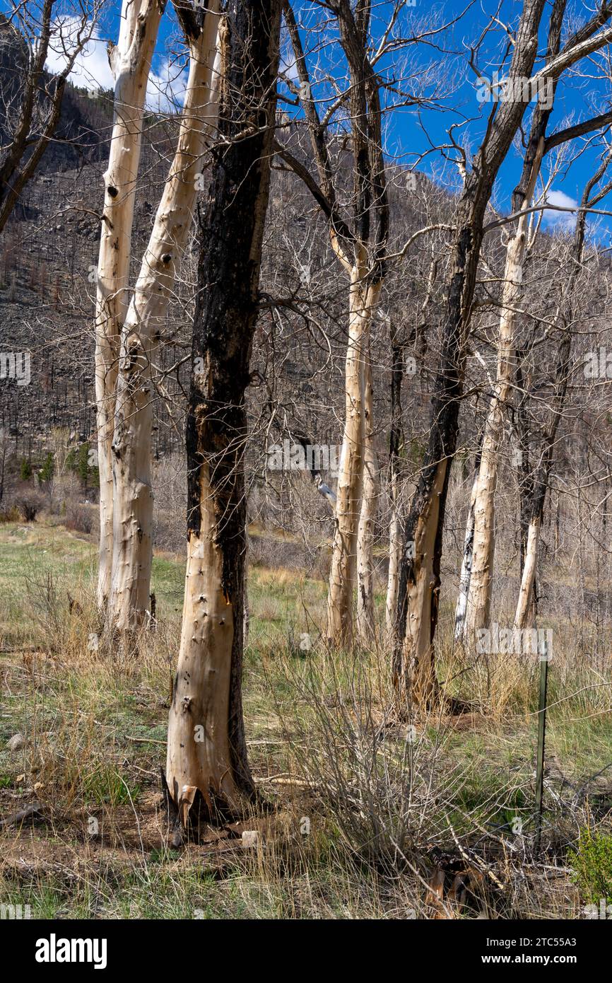Alberi morti bruciati dopo l'incendio della foresta. Foto Stock