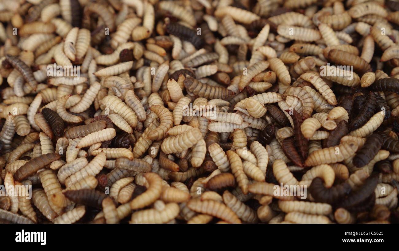 Le larve di mosca nere da soldato sono usate come mangime per gli animali. La verza viene raccolta in uno degli allevamenti di insetti per l'alimentazione del pesce e del pollame Foto Stock