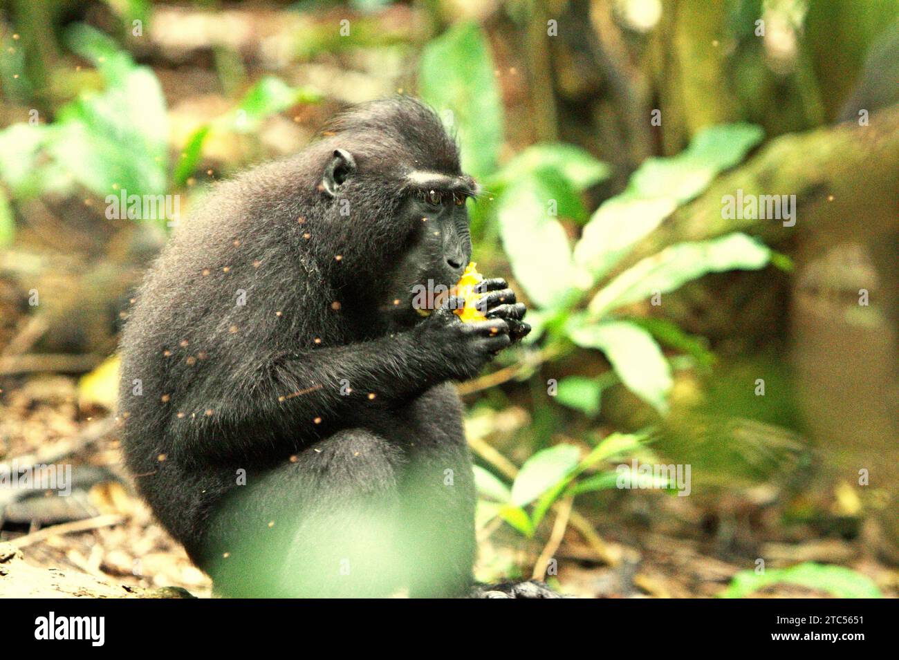 Un macaco crestato (Macaca nigra) mangia un frutto seduto a terra nella foresta di Tangkoko, Sulawesi settentrionale, Indonesia. I primati sono tra le specie di fauna selvatica di grandi dimensioni, che si nutrono di frutta, insieme a carpini e altre, indispensabili nella rigenerazione forestale. Secondo un rapporto prodotto quest'anno da un team di Wildlife Conservation Society, disperdono grandi semi di specie arboree con elevata capacità di stock di carbonio. In altre parole, sono importanti per rallentare il riscaldamento del pianeta. "La perdita di queste specie cambierà la composizione delle foreste: Specie arboree disperse dal vento o con semi piccoli Foto Stock