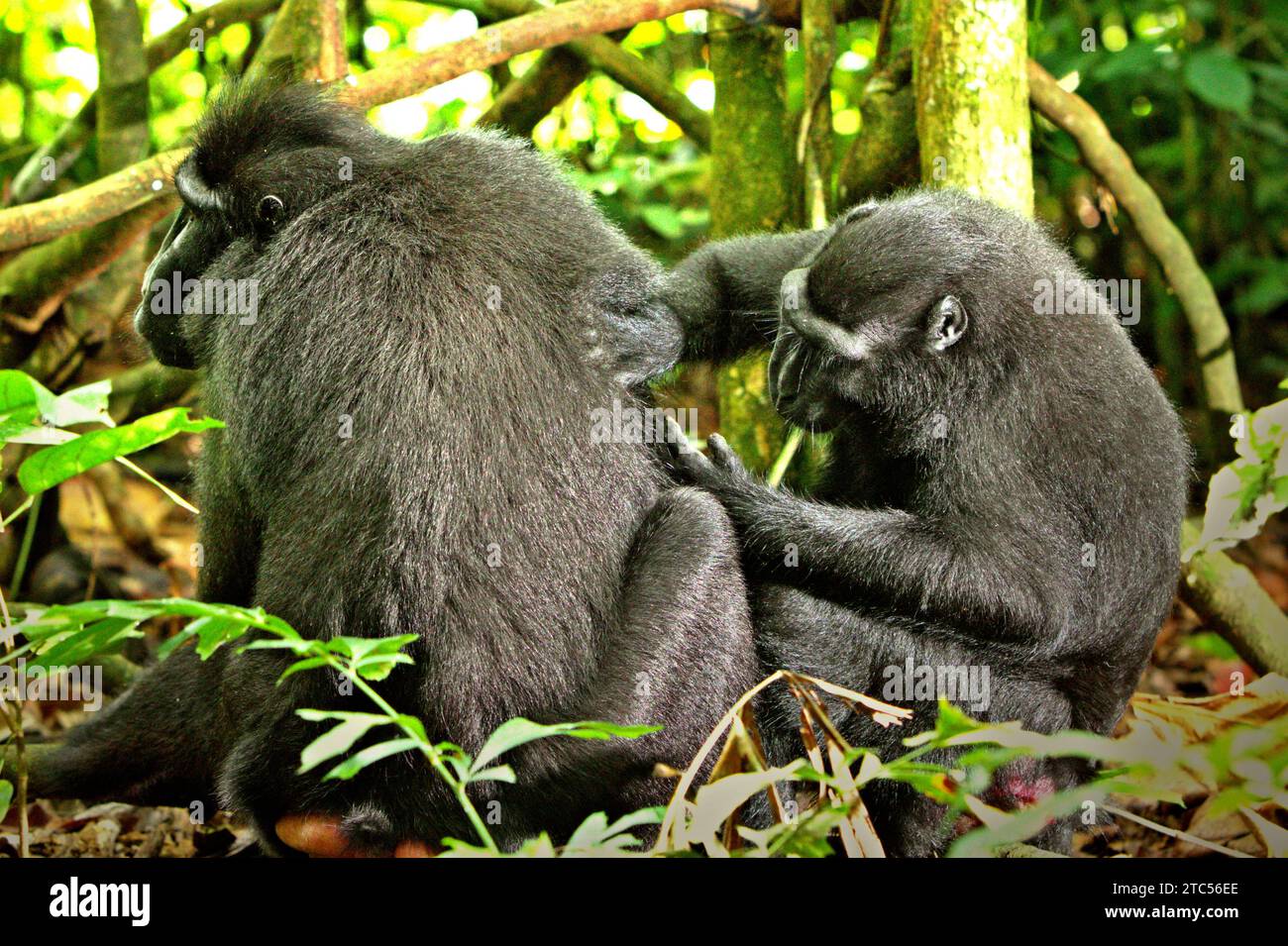 Due individui di macaco crestato (Macaca nigra) siedono sul pavimento della foresta, in quanto svolgono un'attività di cura sociale nella riserva naturale di Tangkoko, Sulawesi settentrionale, Indonesia. Gli impatti del cambiamento climatico, che sono fattori significativi per i microclimi delle foreste, stanno influenzando le capacità di sopravvivenza delle specie animali, o costringono le specie a lasciare gli habitat protetti e ad affrontare più conflitti con gli esseri umani. Un rapporto di un team di scienziati guidati da Marine Joly ha rivelato che la temperatura sta aumentando nella foresta di Tangkoko e che l'abbondanza complessiva di frutta è diminuita. Tra 2012 e 2020, temperature Foto Stock