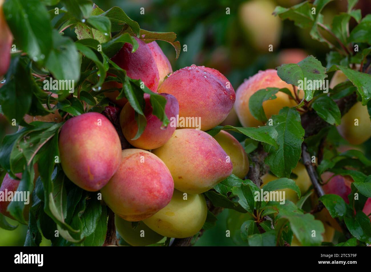 Grandi prugne Luisa abbondanti sull'albero in un frutteto biologico e pronte per la raccolta Foto Stock