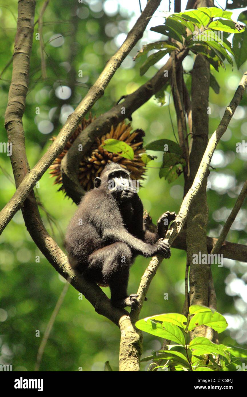 Un macaco crestato (Macaca nigra) si trova sulla vite liana sullo sfondo di un mazzo di frutta nella foresta di Tangkoko, Sulawesi settentrionale, Indonesia. I primati sono tra le specie di fauna selvatica di grandi dimensioni, che si nutrono di frutta, insieme a carpini e altre, indispensabili nella rigenerazione forestale. Secondo un rapporto prodotto quest'anno da un team di Wildlife Conservation Society, disperdono grandi semi di specie arboree con elevata capacità di stock di carbonio. In altre parole, sono importanti per rallentare il riscaldamento del pianeta. "Perdere queste specie cambierà la composizione delle foreste: Disperse dal vento o con semi piccoli... Foto Stock