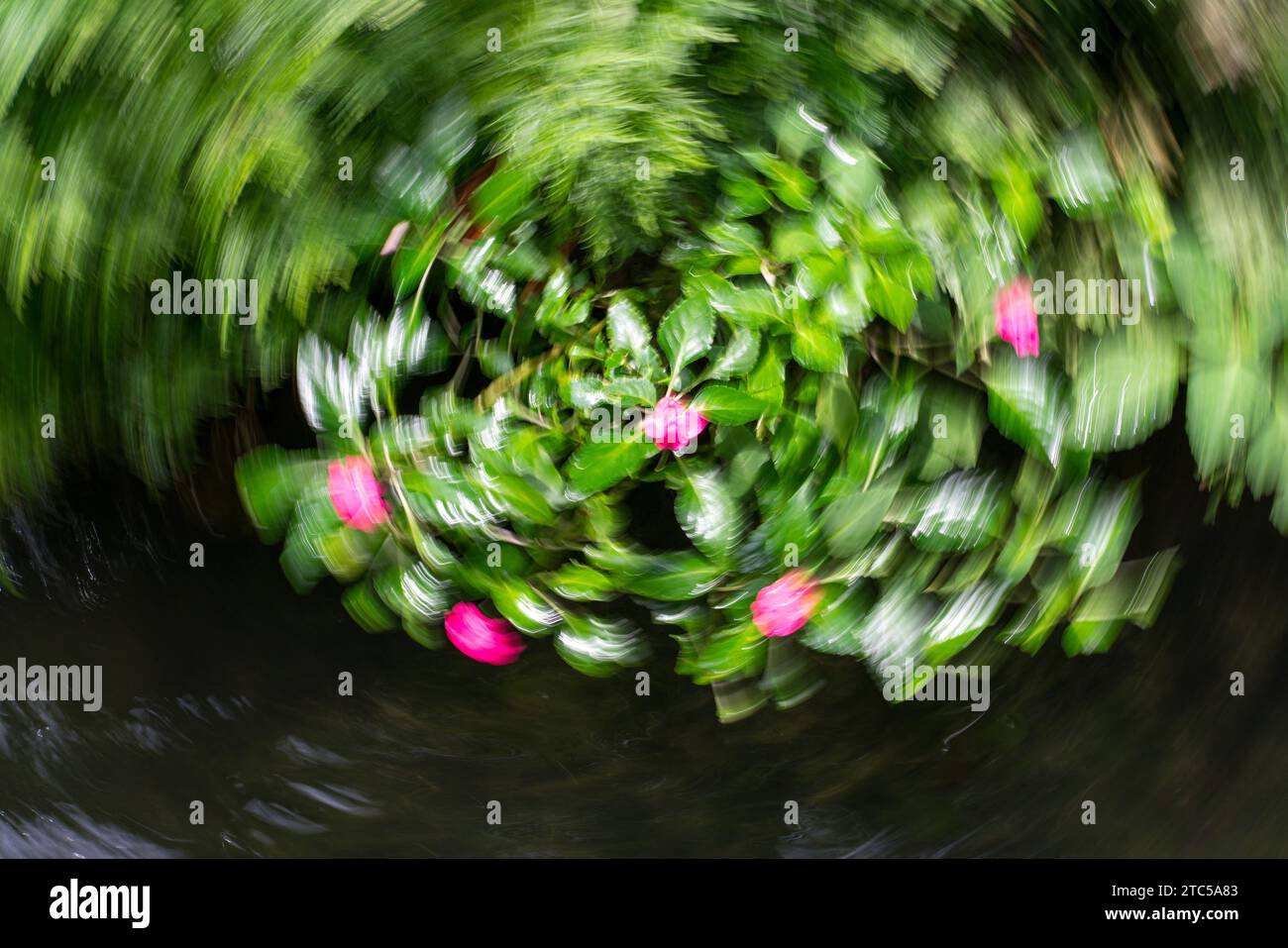 Astratto floreale come sfondo naturale. Effetto movimento intenzionale della telecamera ICM. Copia spazio. Foto Stock
