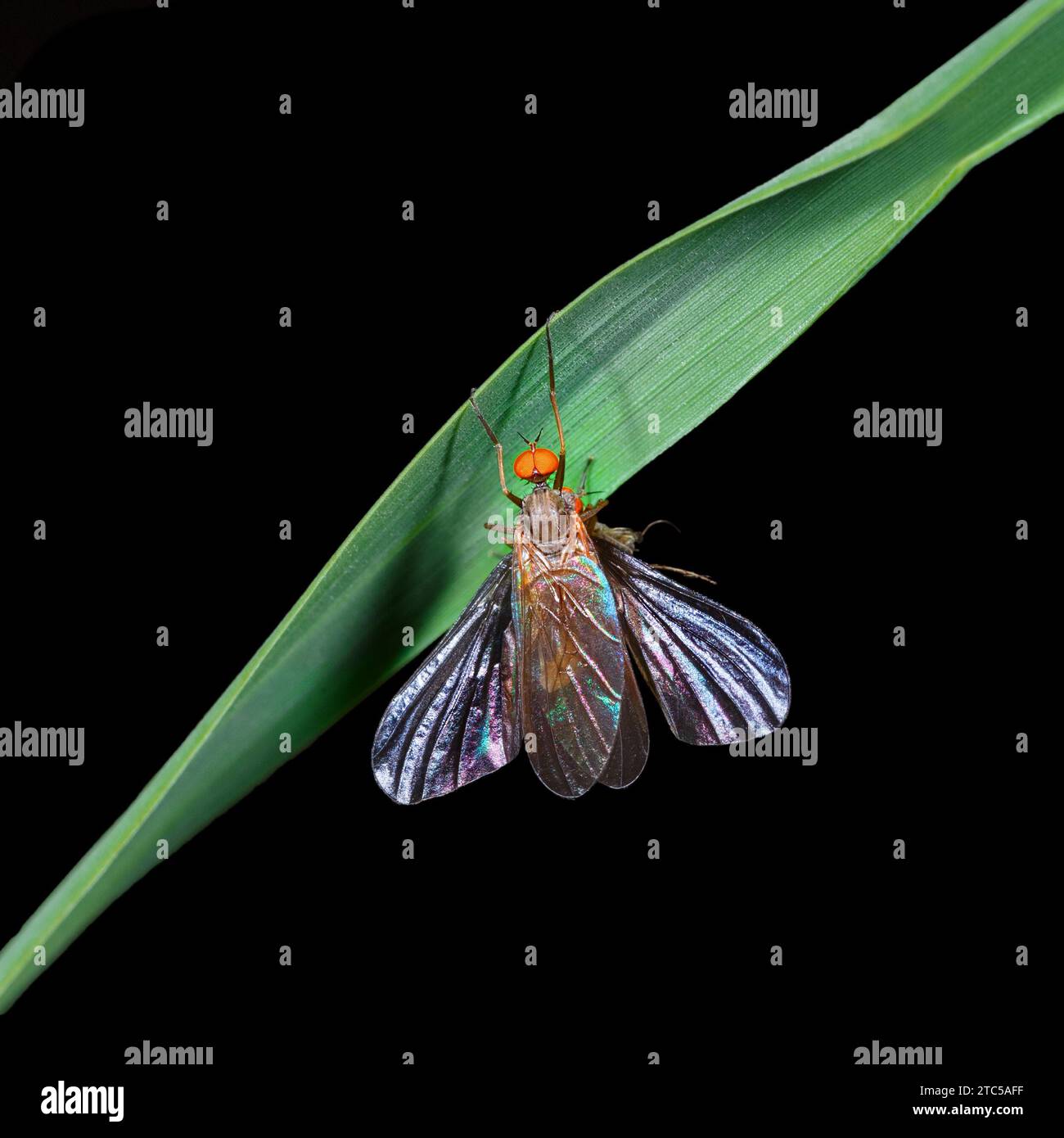 Una mosca della frutta con ali iridescenti spalmate e occhi rossi composti si trova su una foglia di pianta. Fotografia macro su sfondo nero Foto Stock