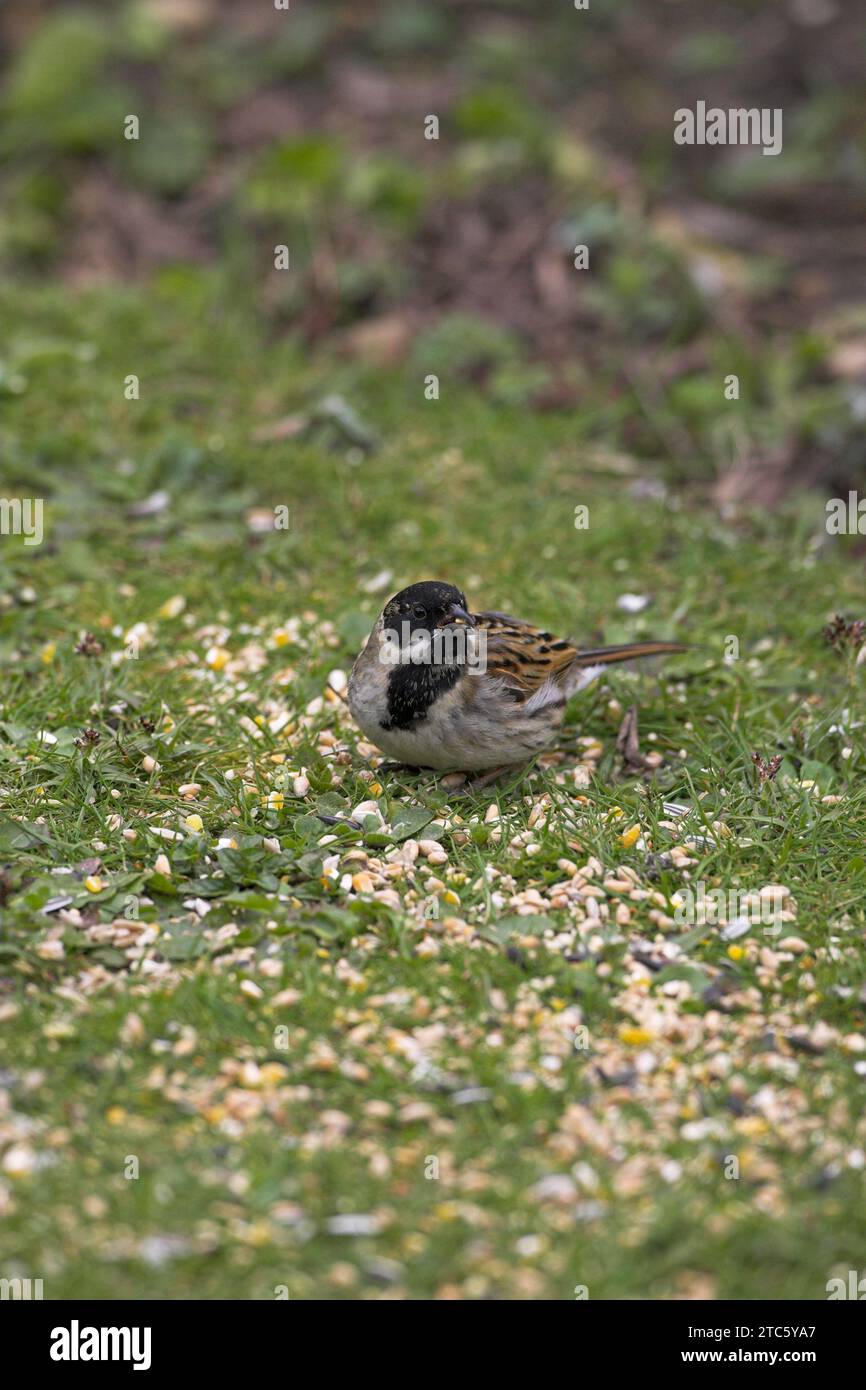 Casa passero Passer domesticus maschio nel giardino da bird food Ringwood Hampshire Inghilterra Foto Stock