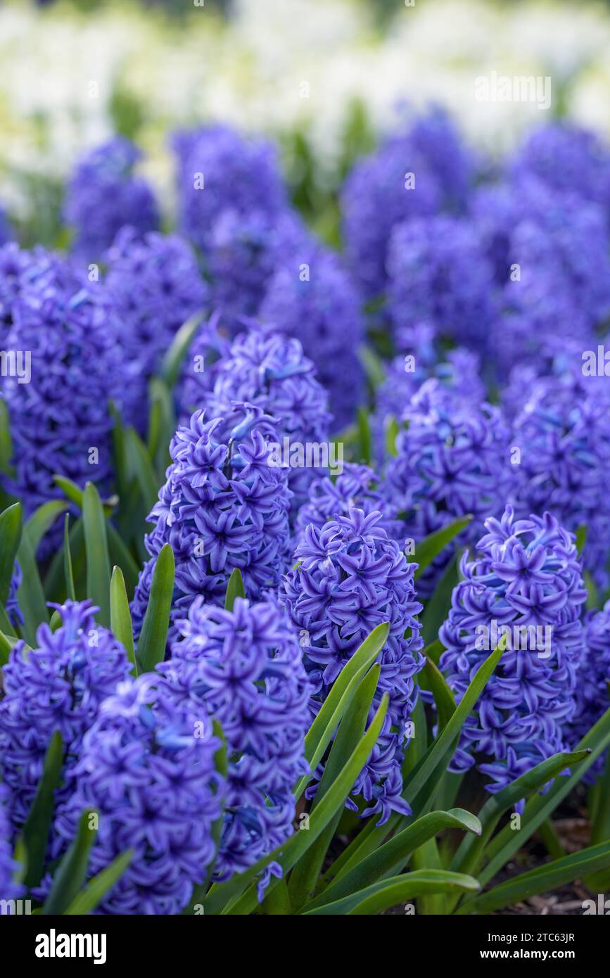 Hyacinth Blue Pearl, fiori blu scuro con bordi di petali pallidi Foto Stock