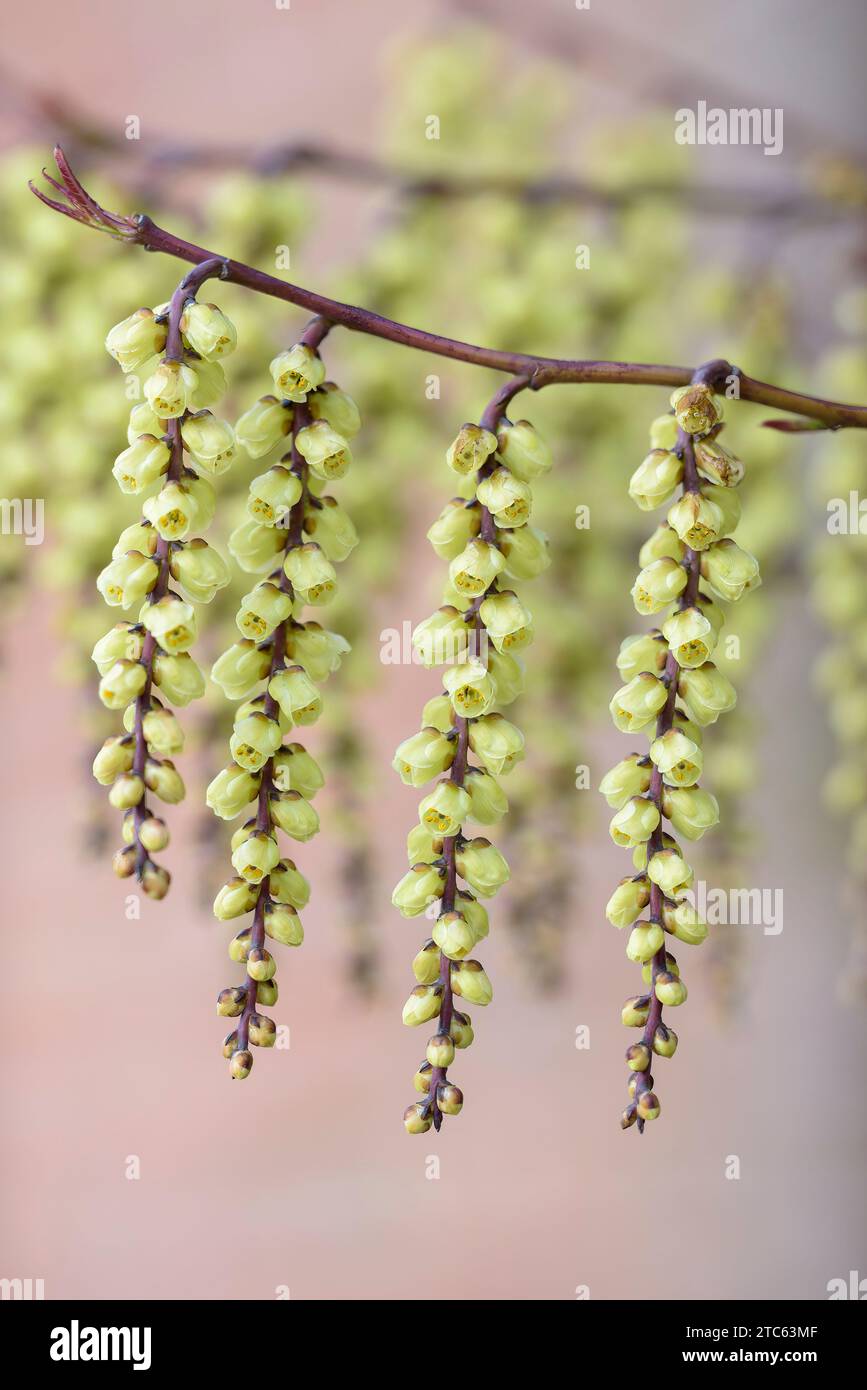 Stachyurus chinensis, stachyurus cinese, appiccicosi, gattini di giallo pallido, fiori a forma di coppa, inverno - primavera. Foto Stock