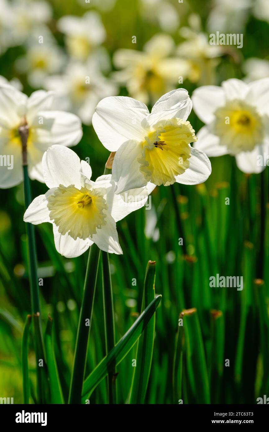 Narcissus Ice Follies, Daffodil Ice Follies, fiori bianchi cremosi ampi segmenti di perianto, tazza giallo-primoso che sbiadisce quasi a bianco, Foto Stock