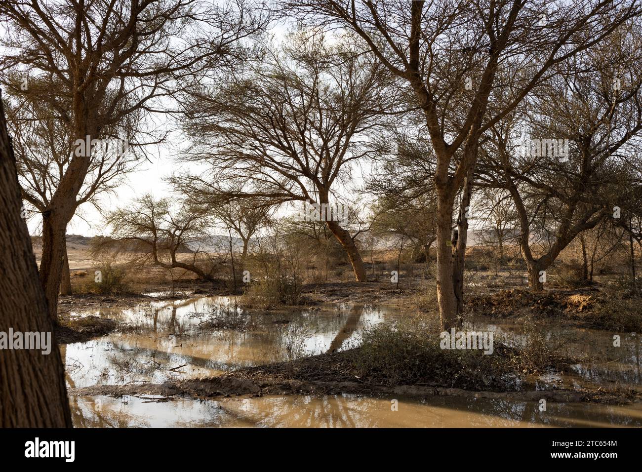 Irrigazione a goccia: così Israele nel deserto non resta senz'acqua