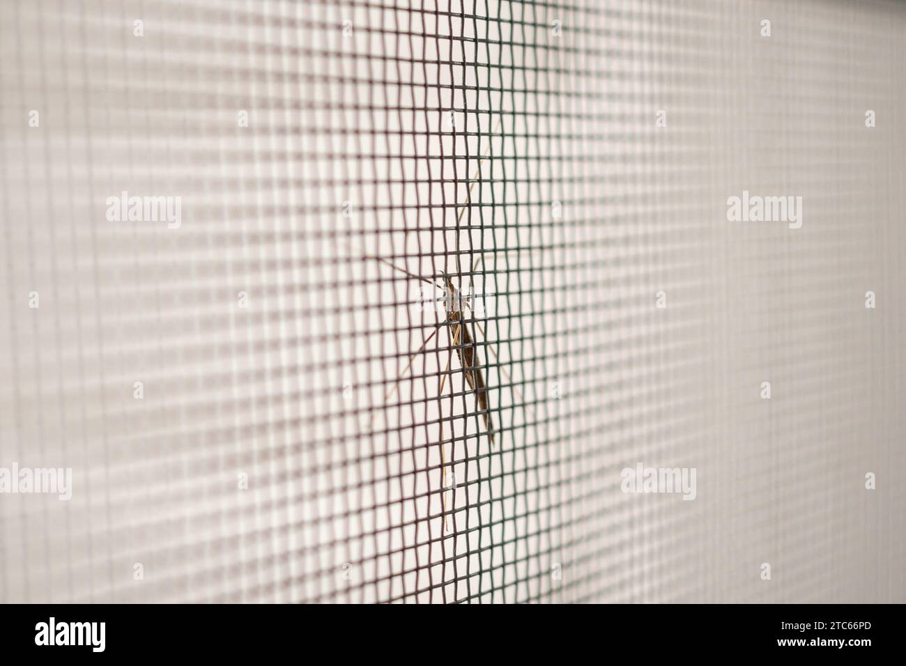 rete di protezione per zanzariere sulla protezione della finestra della casa contro gli insetti Foto Stock