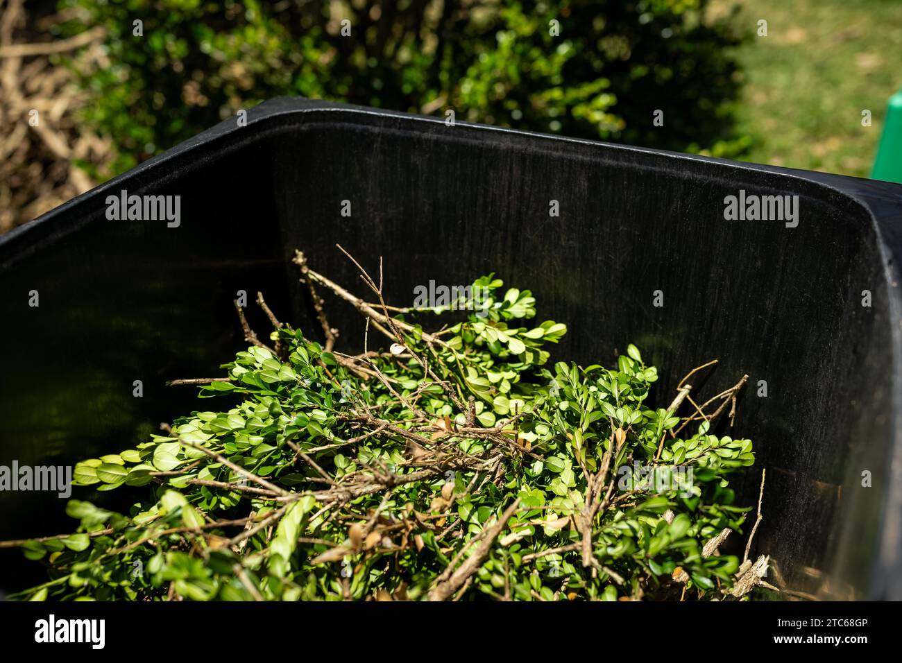 Rifiuti verdi da giardino nel cestino. Pulizia primaverile del giardino. Foto Stock