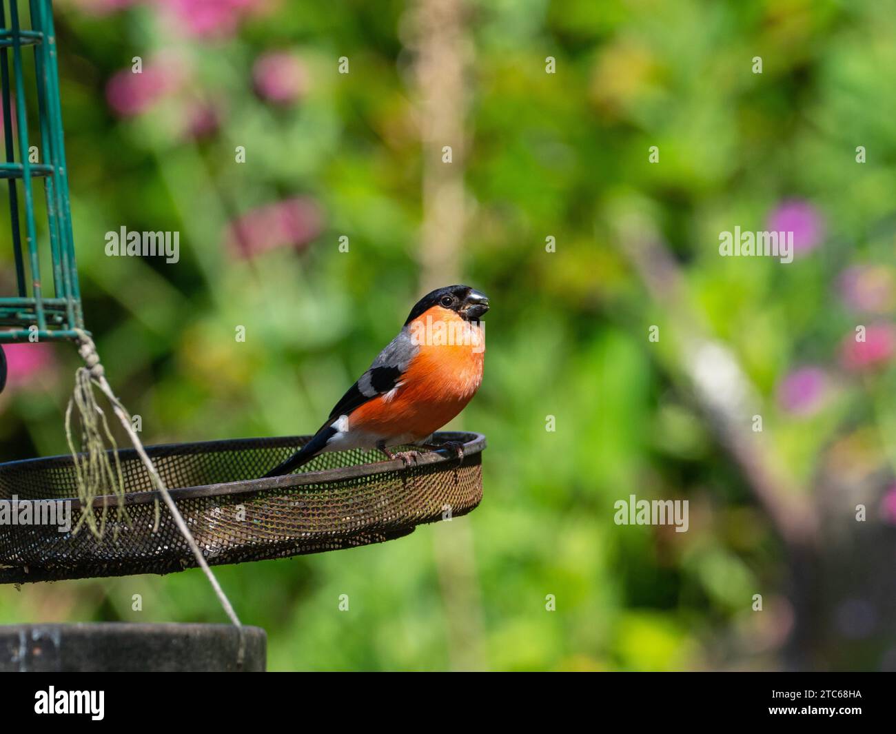 Bullfinch eurasiatico Pyrrhula pyrrrhula maschio con cibo, arroccato su un alimentatore di uccelli in un giardino, New Forest National Park, Hampshire, Inghilterra, Regno Unito, giugno 202 Foto Stock