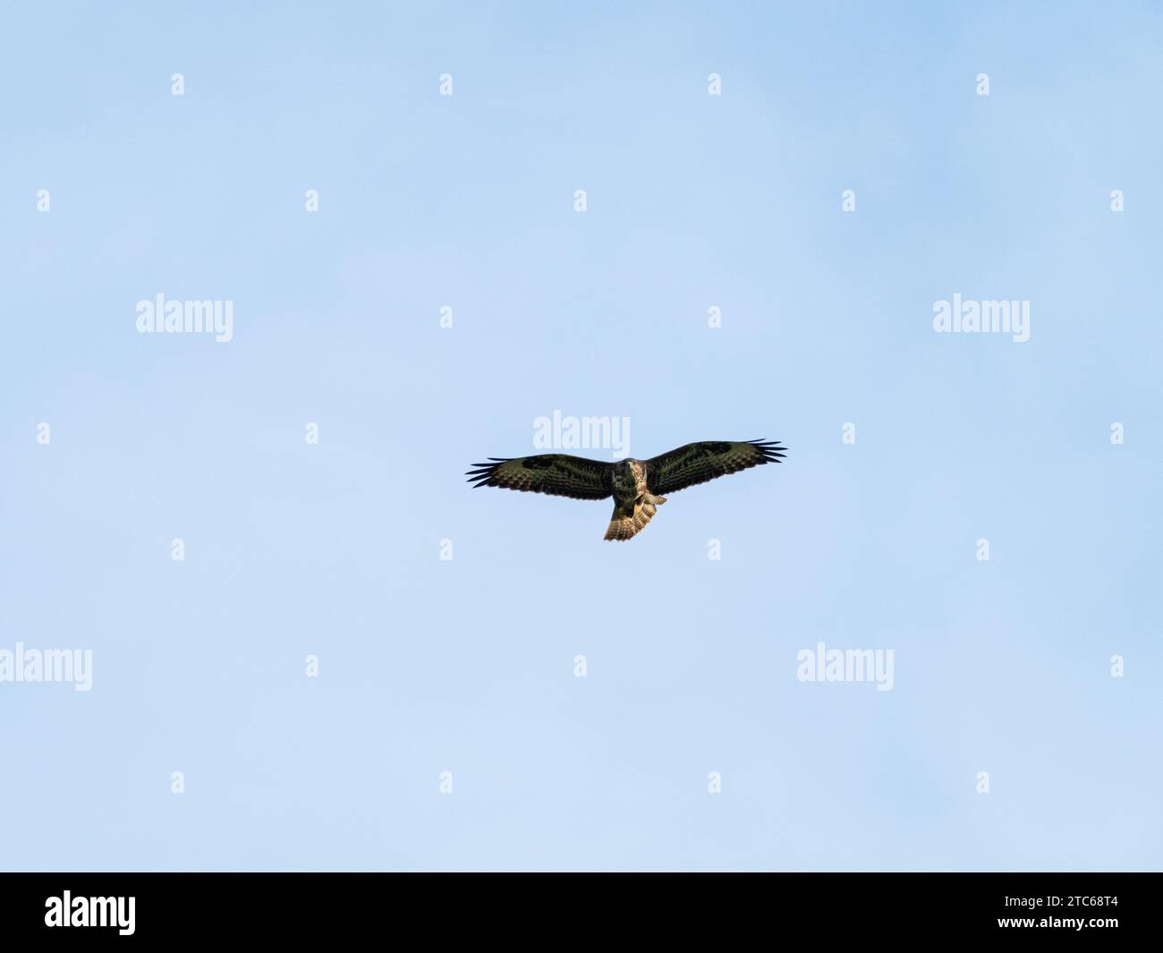 Buzzard comune Buteo in volo, vicino a Cashmoor, Cranborne Chase, Dorset, Inghilterra, UK, gennaio 2022 Foto Stock