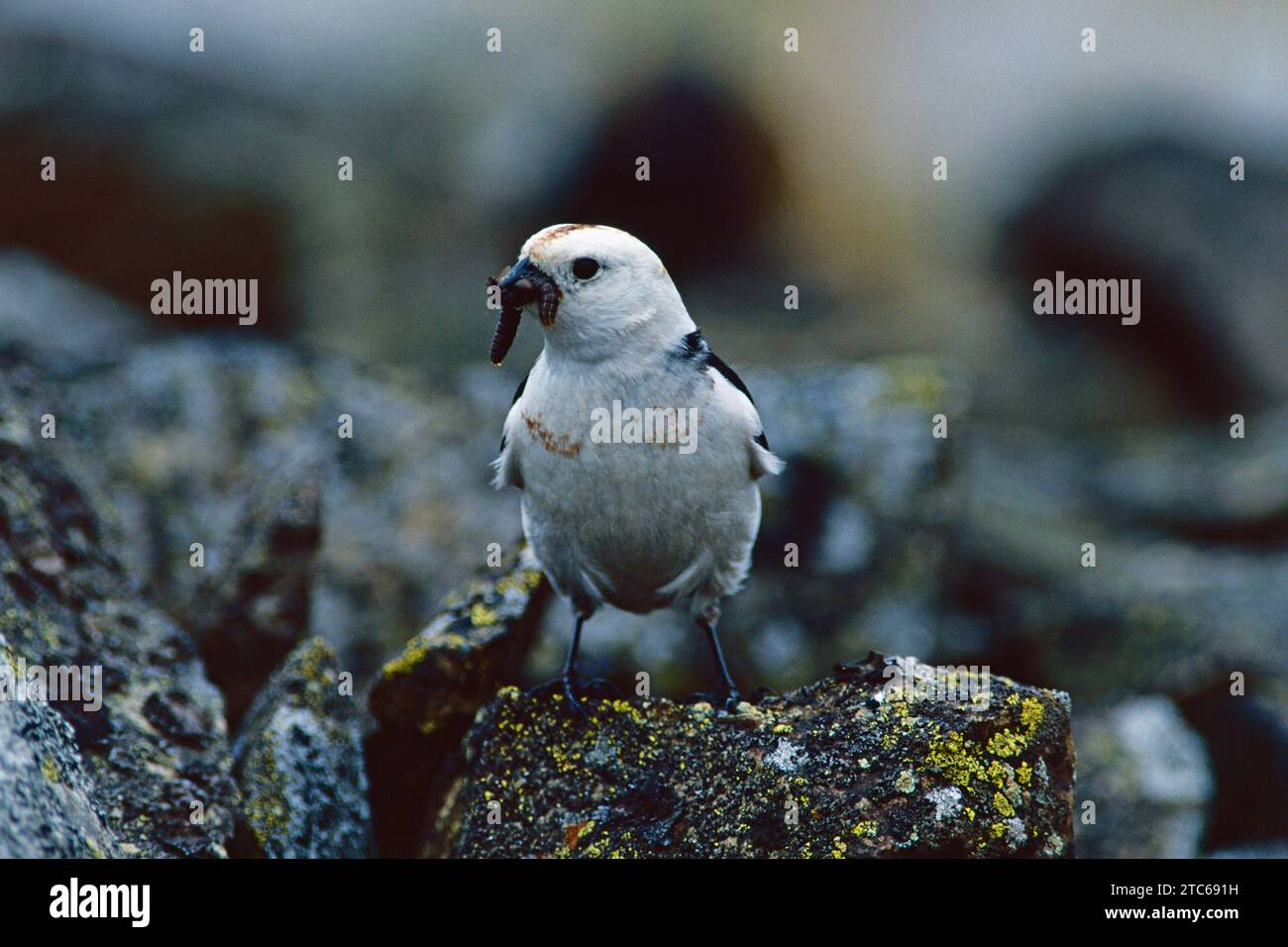 Bunting sulla neve Plectrophenax nivalis maschio con cibo per giovani, Groenlandia, giugno 1984 Foto Stock
