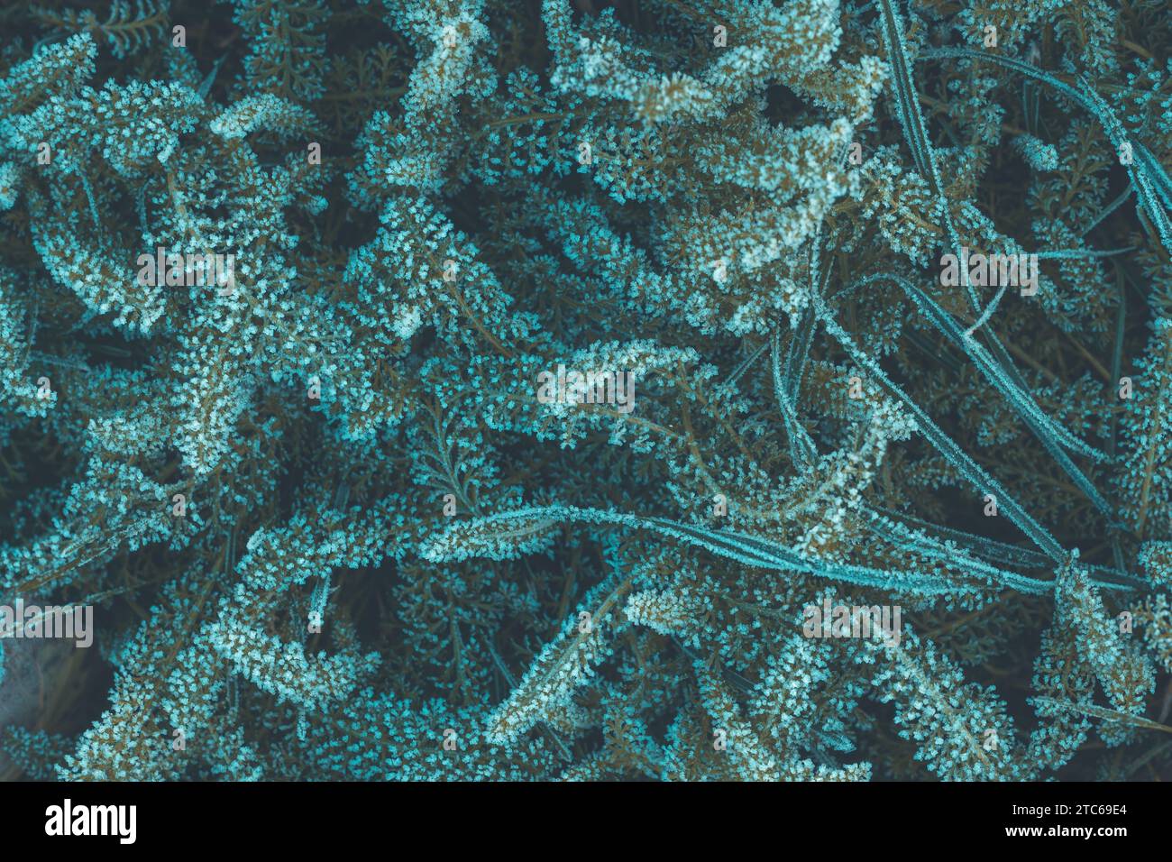 Piante di yarrow congelate al mattino d'inverno, con sfondo naturale verde e creativo e alla moda, vista dall'alto Foto Stock