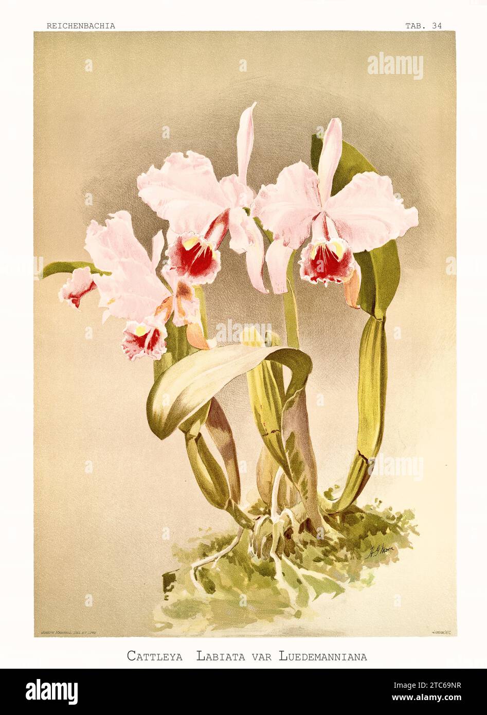 Vecchia illustrazione della Cattleya di Lueddemann (Cattleya lueddemanniana). Reichenbachia, di F. Sander. St Albans, Regno Unito, 1888 - 1894 Foto Stock