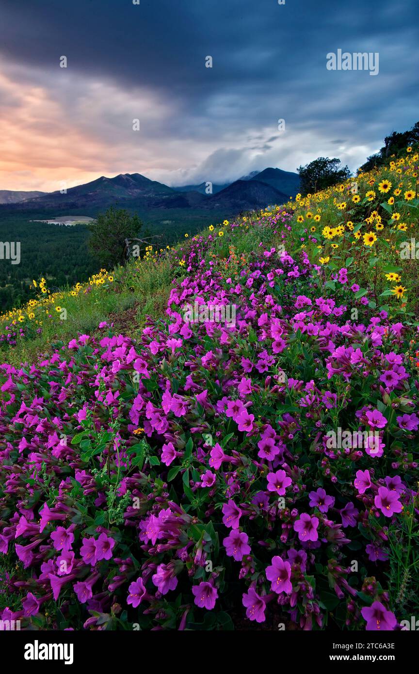 Una collina erbosa ricoperta da una vibrante gamma di fiori selvatici. I San Francisco Peaks, Arizona Foto Stock
