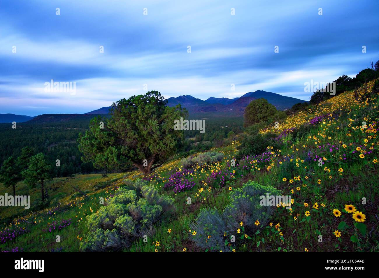 Una vista panoramica di una collina erbosa con fiori vivaci. I San Francisco Peaks, Arizona Foto Stock