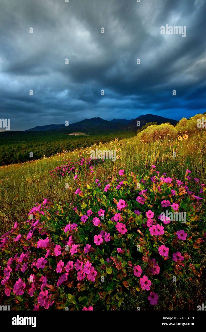 Una vista panoramica di una verde collina con fiori vivaci. I San Francisco Peaks, Arizona Foto Stock