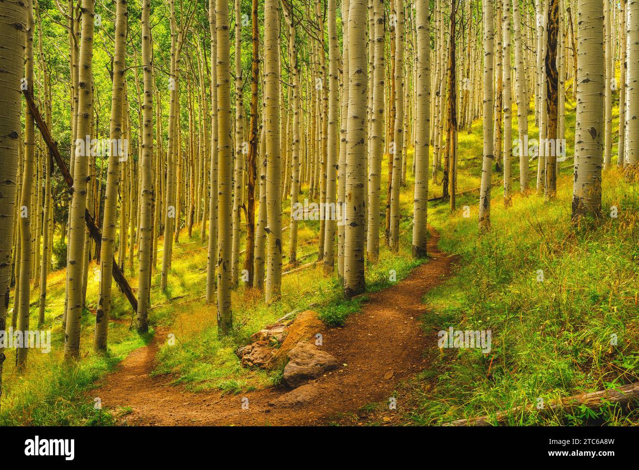 Un percorso naturalistico panoramico che si snoda attraverso una lussureggiante foresta verde. Aspen Nature Loop, Arizona Foto Stock