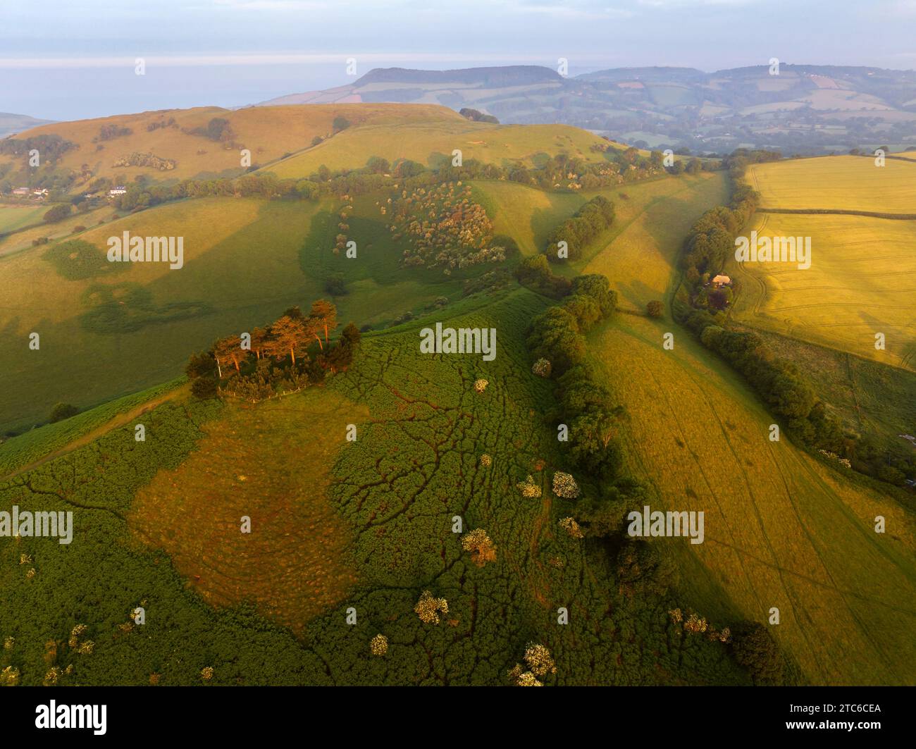Vista aerea di Colmer's Hill all'alba di una mattina d'estate, West Dorset, Inghilterra. Estate (giugno) 2023. Foto Stock