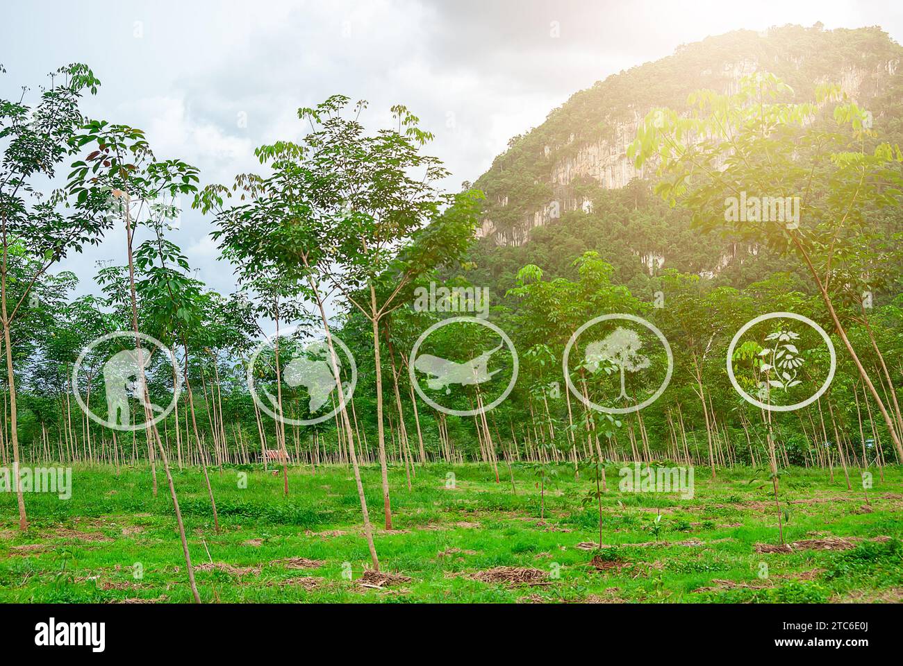 Risorse di apprendimento su turismo e agricoltura, conservazione della natura, turismo sostenibile, piantagione di gomma, preparazione dell'area per la coltivazione della gomma, T Foto Stock