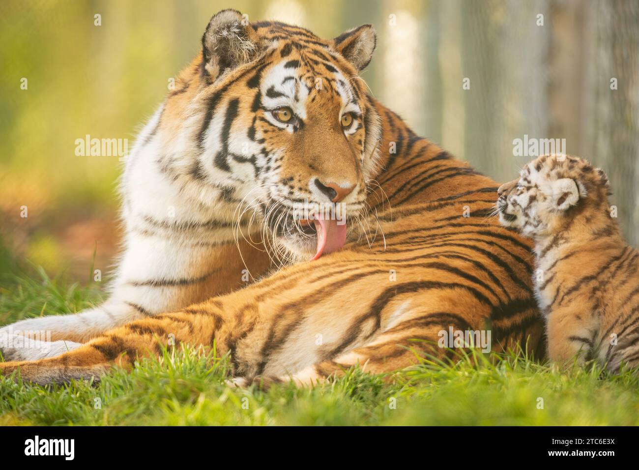 Le Baby Amur Tigers giocano in uno zoo del Regno Unito immagini che si SCIOGLIE IL CUORE DI una tigre siberiana che si prende cura dei suoi cuccioli sono state catturate allo zoo di Banham del Regno Unito. Questi due... Foto Stock