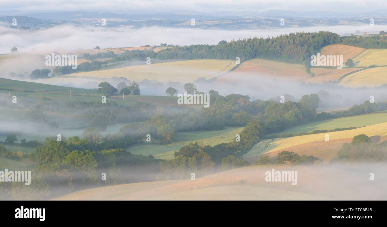 La foschia avvolge la campagna estiva, Crediton, Devon, Inghilterra. Estate (giugno) 2023. Foto Stock