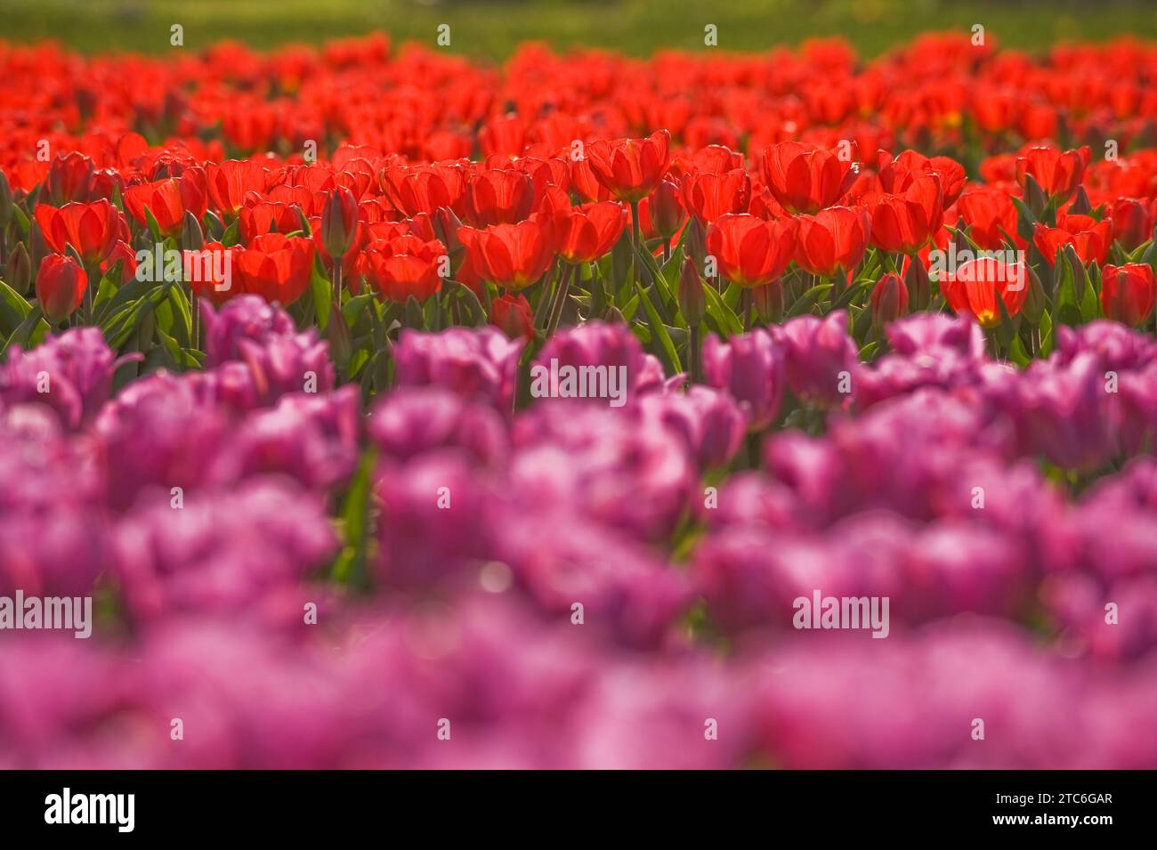 Filari di tulipani in fiore ad Haarlem, Paesi Bassi. Foto Stock