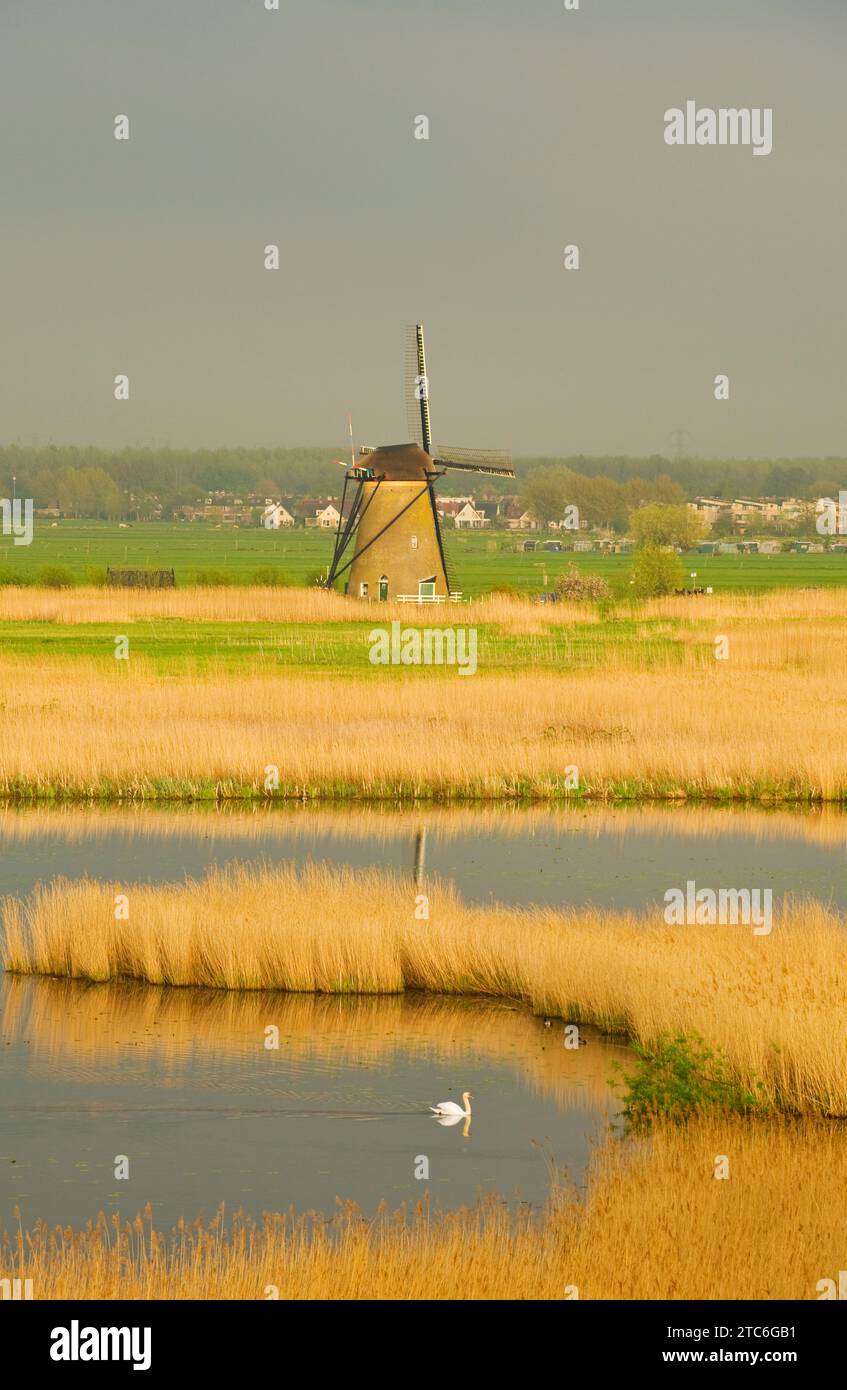 Un cigno nuota davanti a un mulino a vento al tramonto a Kinderdijk, Paesi Bassi. Foto Stock