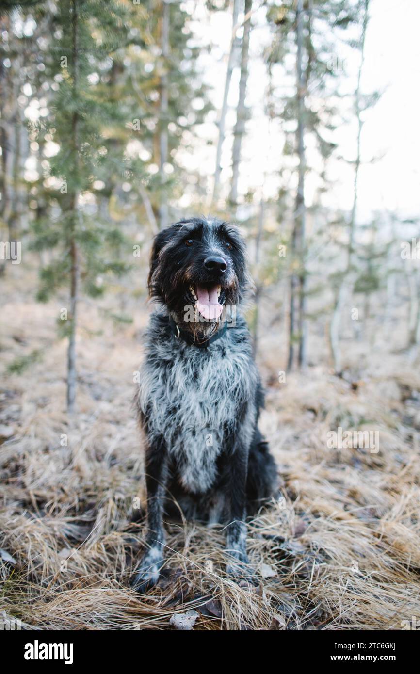 Attento cane nero seduto nei boschi di Stanley, Idaho Foto Stock