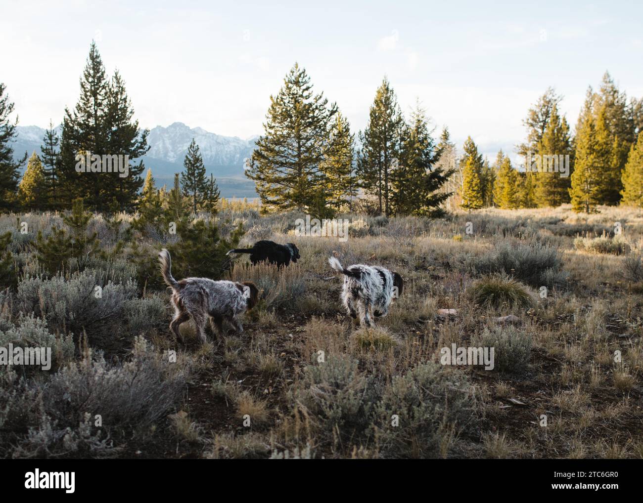 Griffon Dog in Idaho Sagebrush con vista sulle montagne Foto Stock