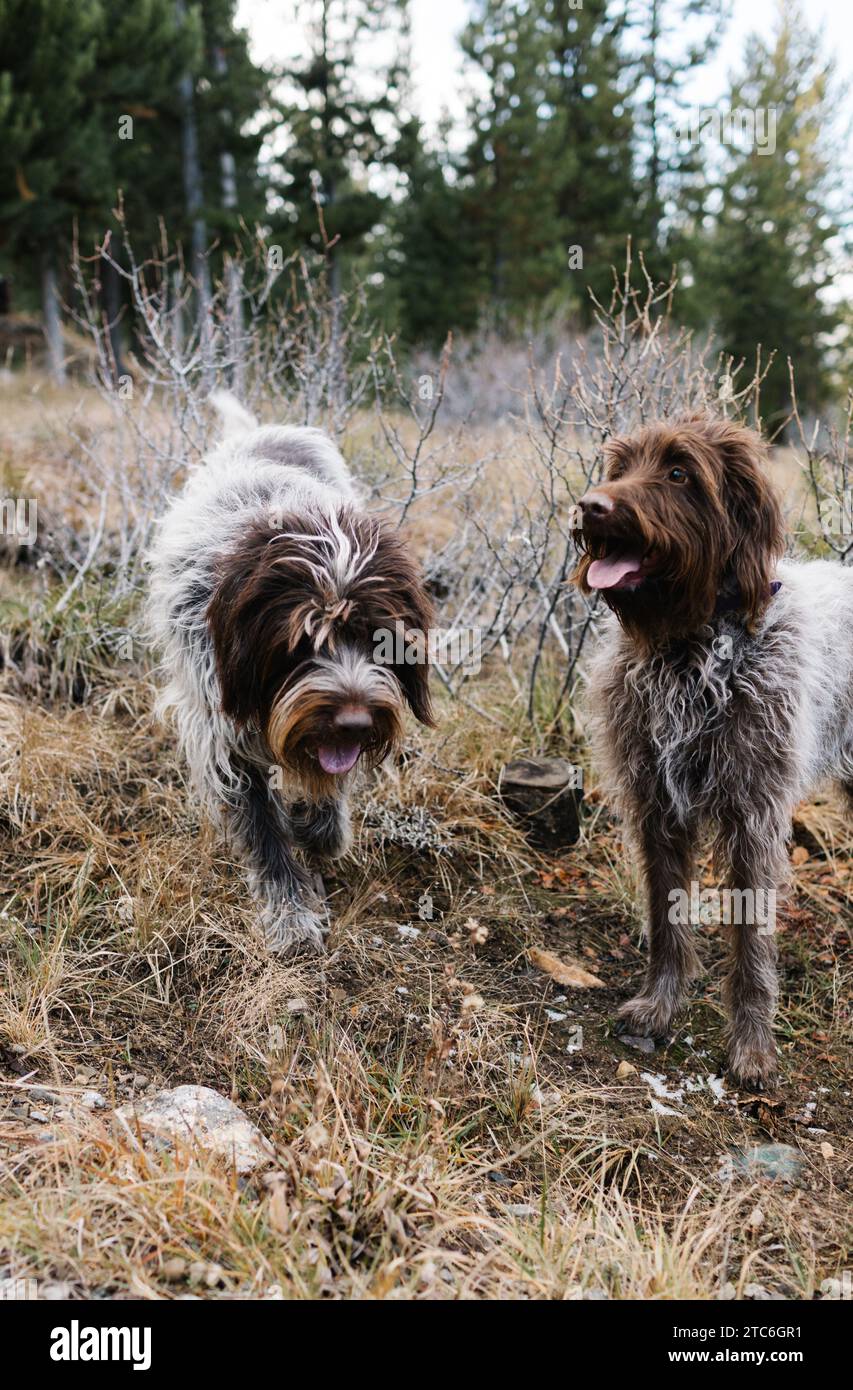 Due giocosi cani Griffon nella natura selvaggia di Stanley, Idaho Foto Stock