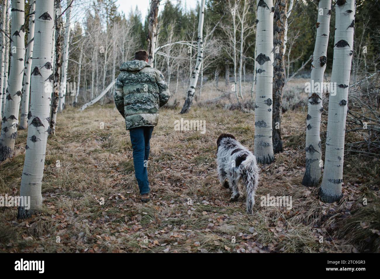 Un uomo con un cane che cammina attraverso una tranquilla foresta di aspen in Idaho Foto Stock