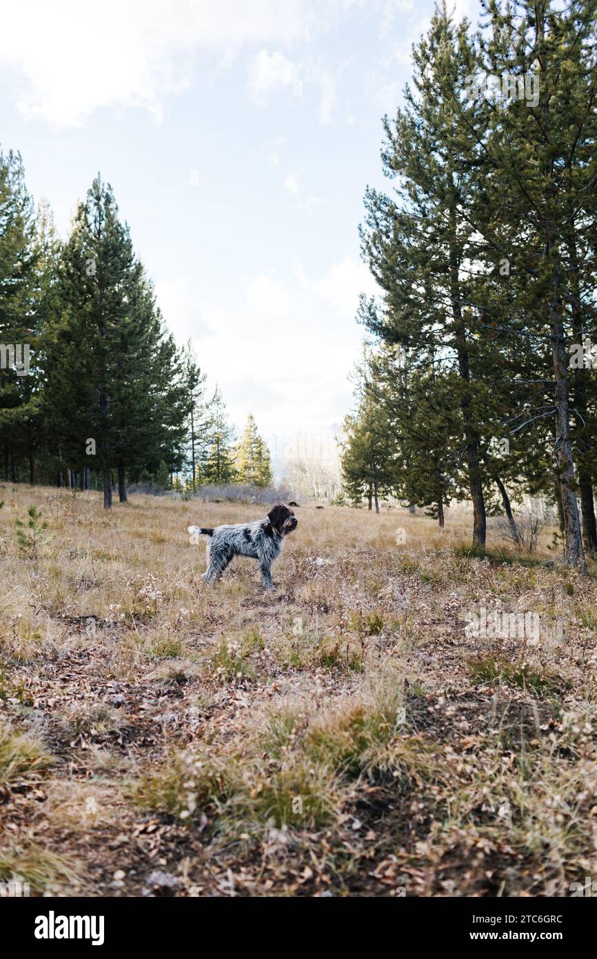 Cane Griffon nel bosco autunnale di Stanley, Idaho Foto Stock