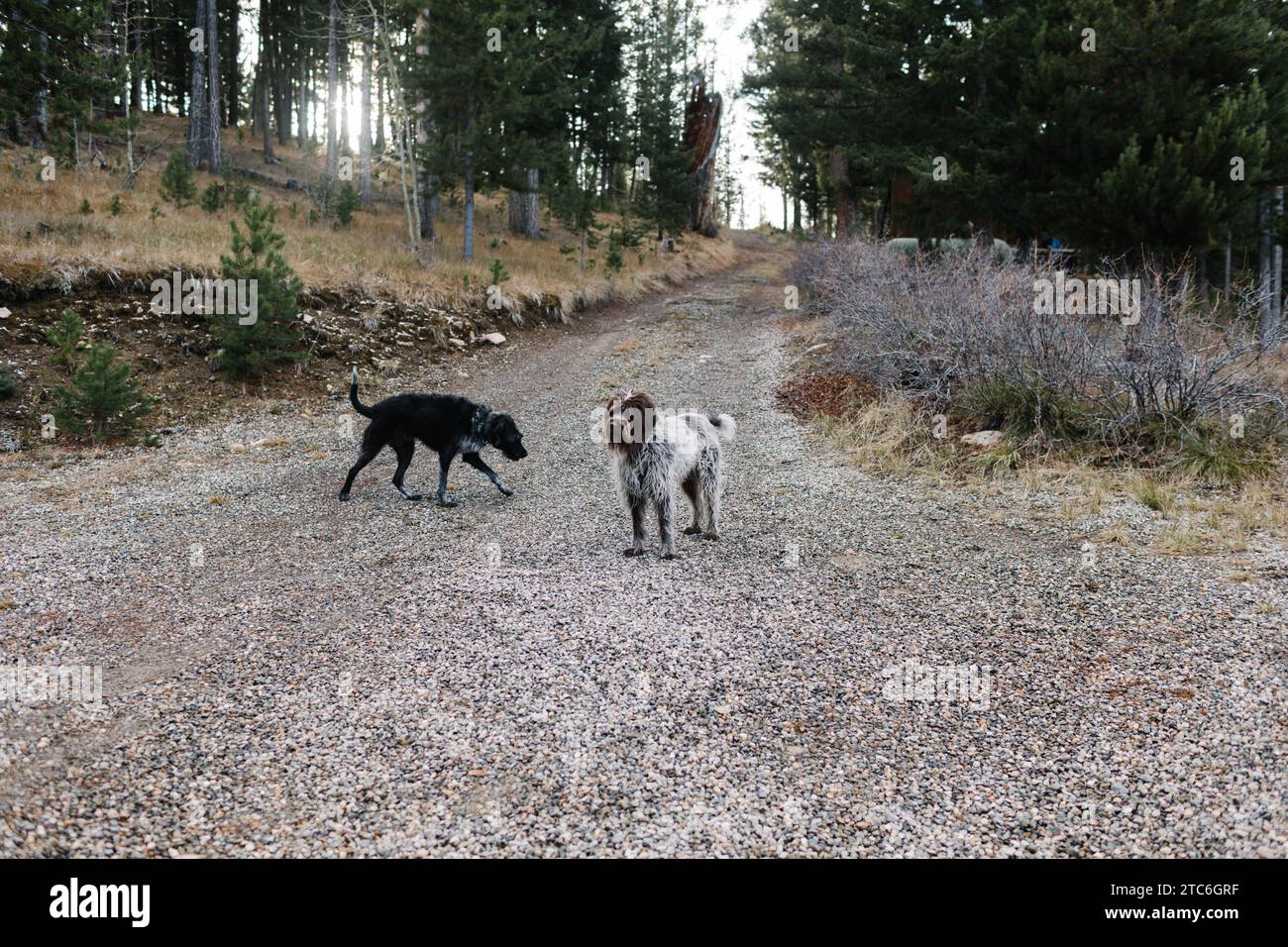 Due cani che si incontrano su un sentiero nella foresta a Stanley, Idaho Foto Stock
