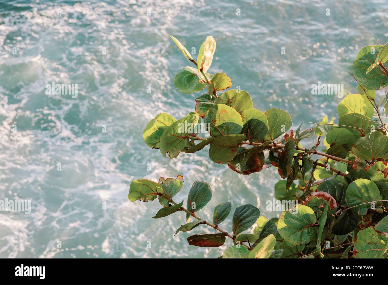 Foglie verdi soleggiate sulle onde turchesi dell'oceano. Foto Stock