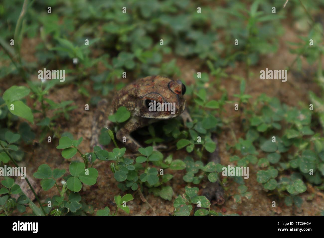 Vista frontale ad angolo elevato di un piccolo rospo asiatico (Duttaphrynus Melanostictus). Il rospo brunastro osserva con curiosità mentre si trova sulla sabbia Foto Stock