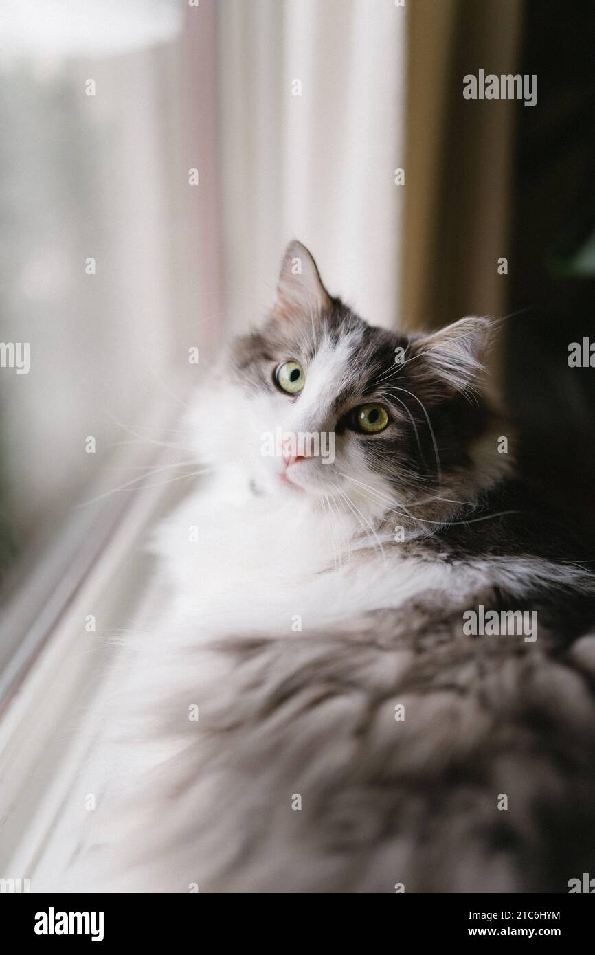 Gatto domestico seduto vicino alla finestra della casa Foto Stock
